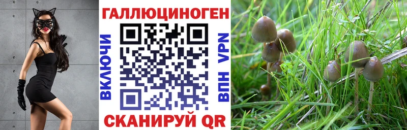 Псилоцибиновые грибы GOLDEN TEACHER  Сургут 