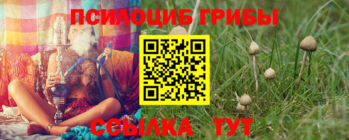 Сургут  Псилоцибиновые грибы Psilocybine cubensis  Вход с VPN 
